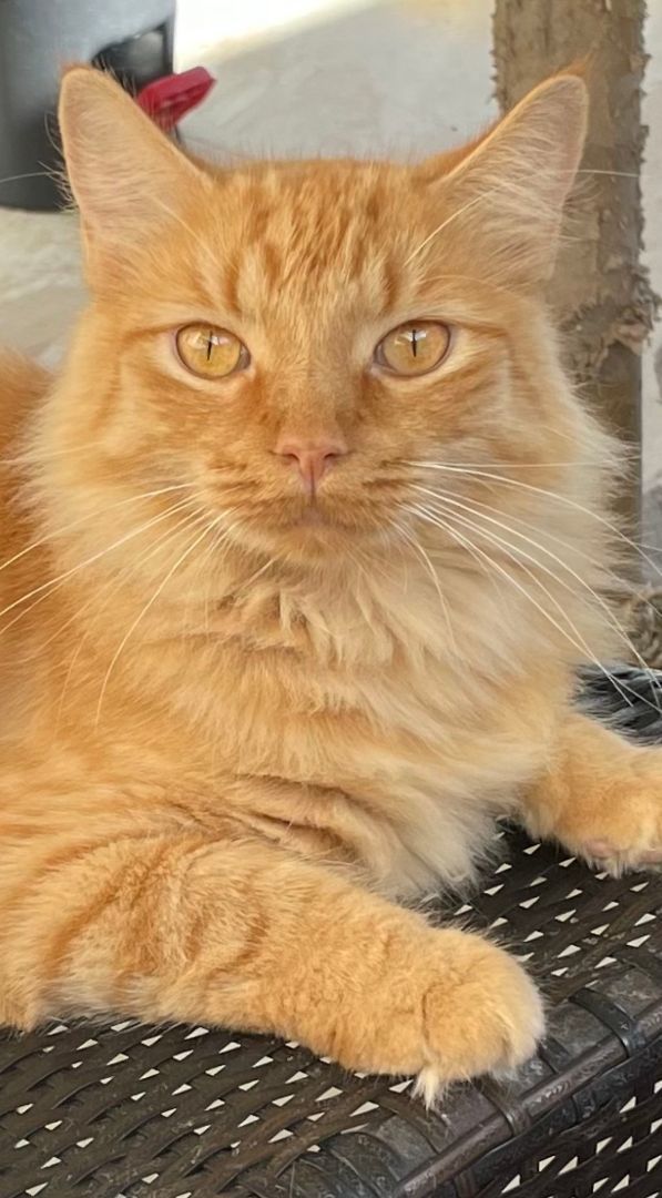 Enlarge Princess Leah, a Adopted Domestic Long Hair in Plantation, FL image 1/1