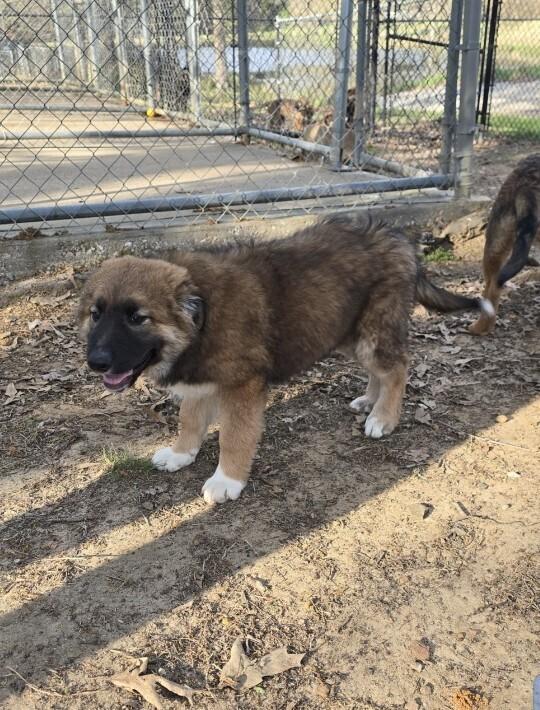 Pounce, Adoptable, Puppy Male Great Pyrenees.