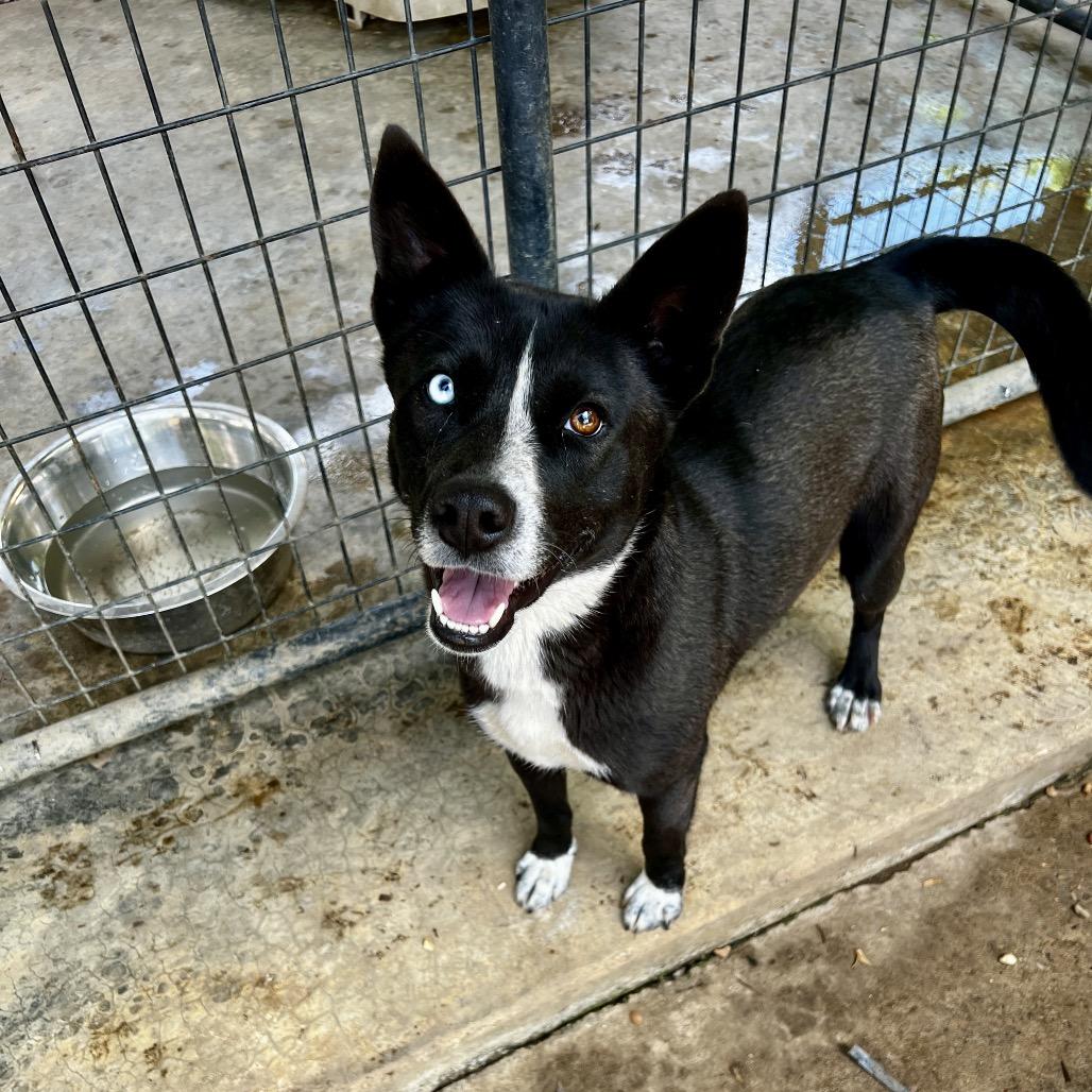Maizy, Adoptable, Adult Female Husky.