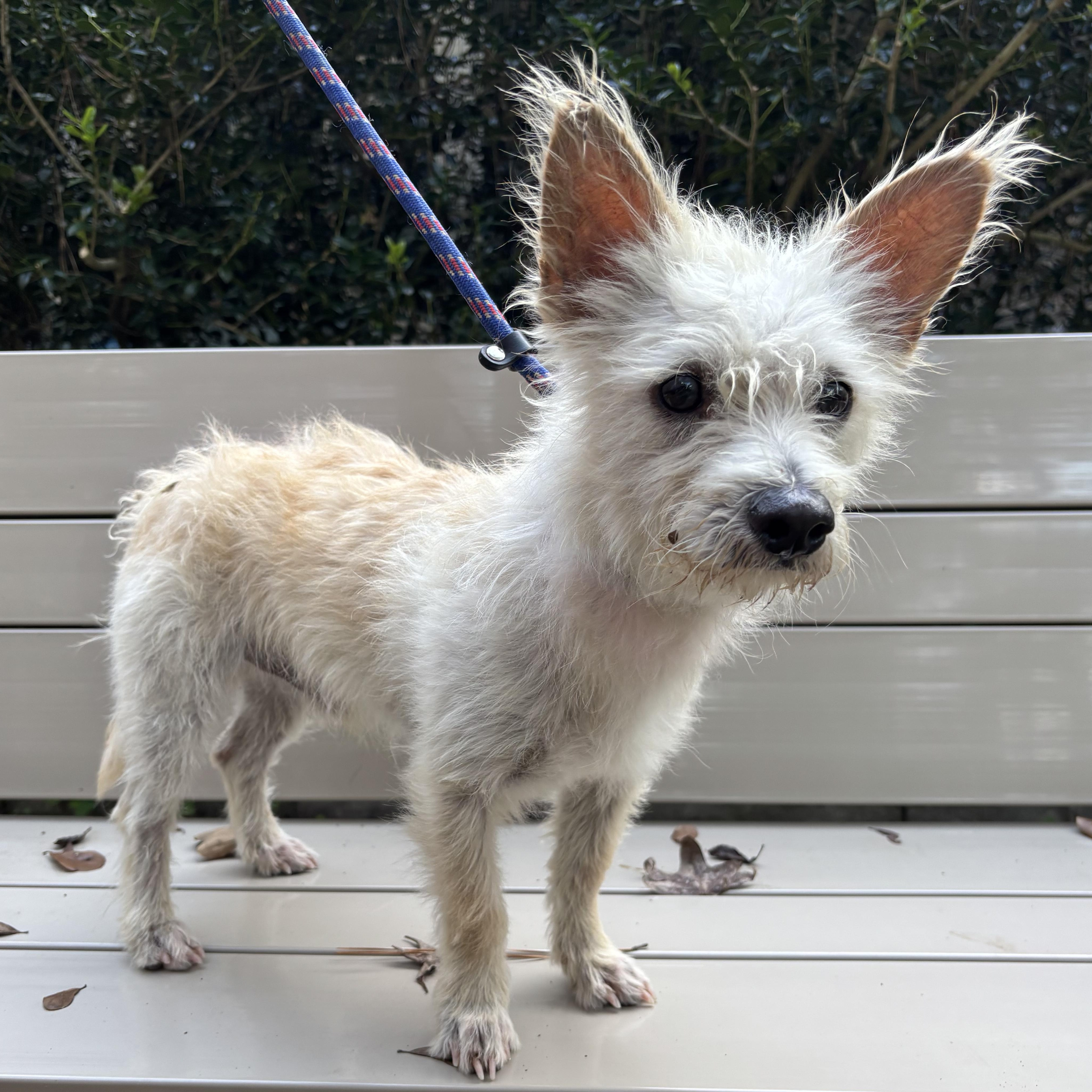 Macchiato "Mac", Adoptable, Young Male Terrier & Mixed Breed.