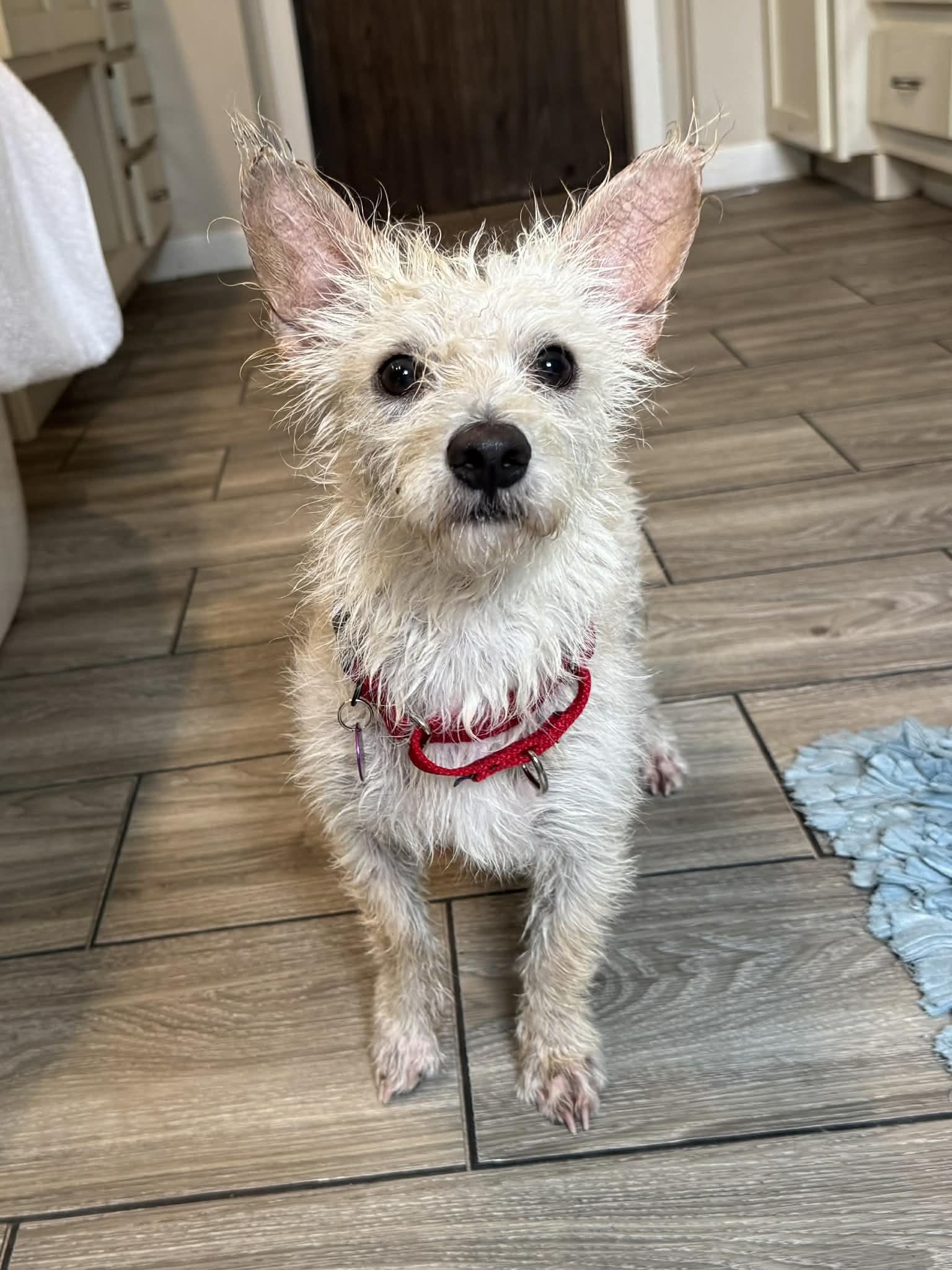 Enlarge Macchiato "Mac", a Adoptable mixed breed in Spring, TX image 2/2