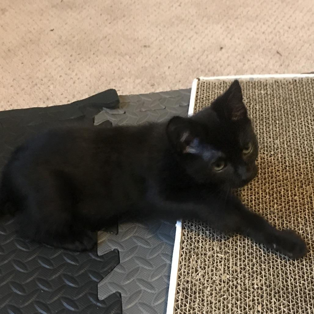 Enlarge Ristretto, a Adoptable Domestic Short Hair in Abbotsford, BC image 4/4