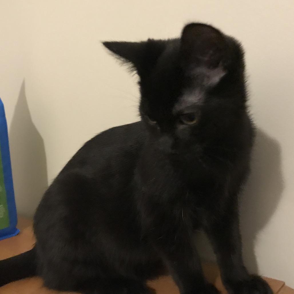 Enlarge Ristretto, a Adoptable Domestic Short Hair in Abbotsford, BC image 3/4