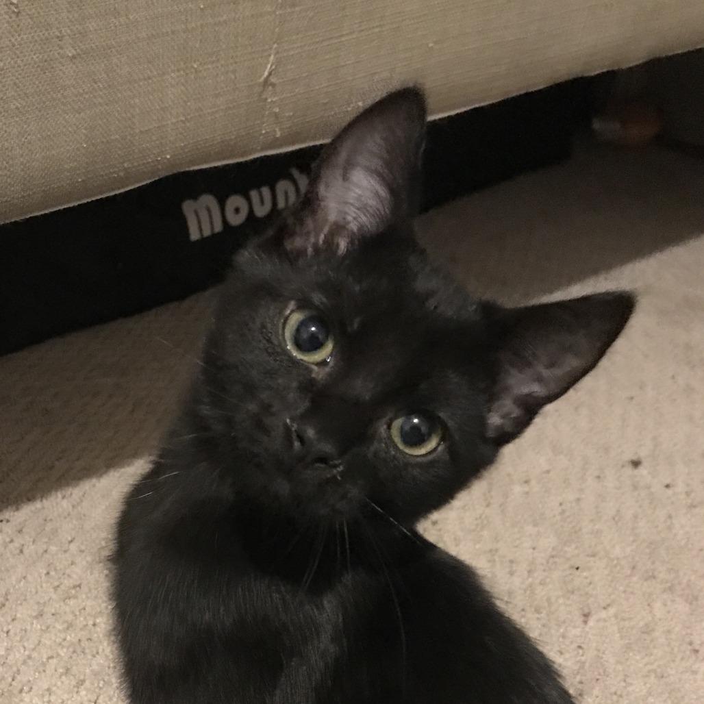 Ristretto, Adoptable, Kitten Male Domestic Short Hair.