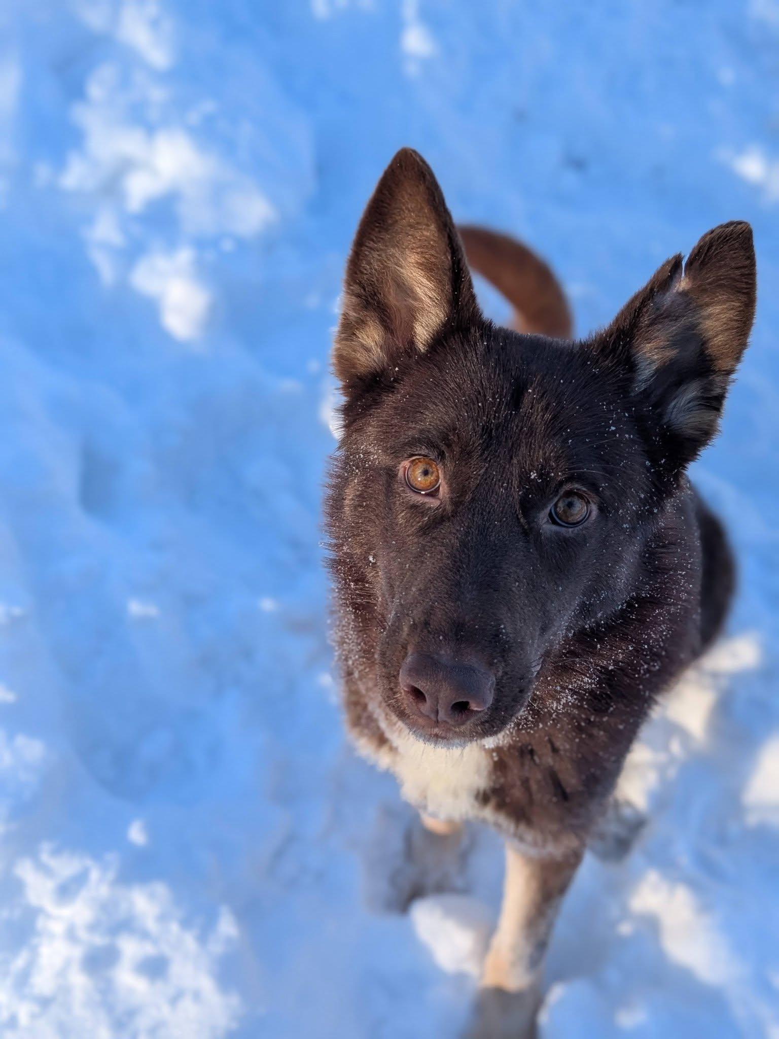 Ella, ADOPTABLE, Young Female German Shepherd Dog.