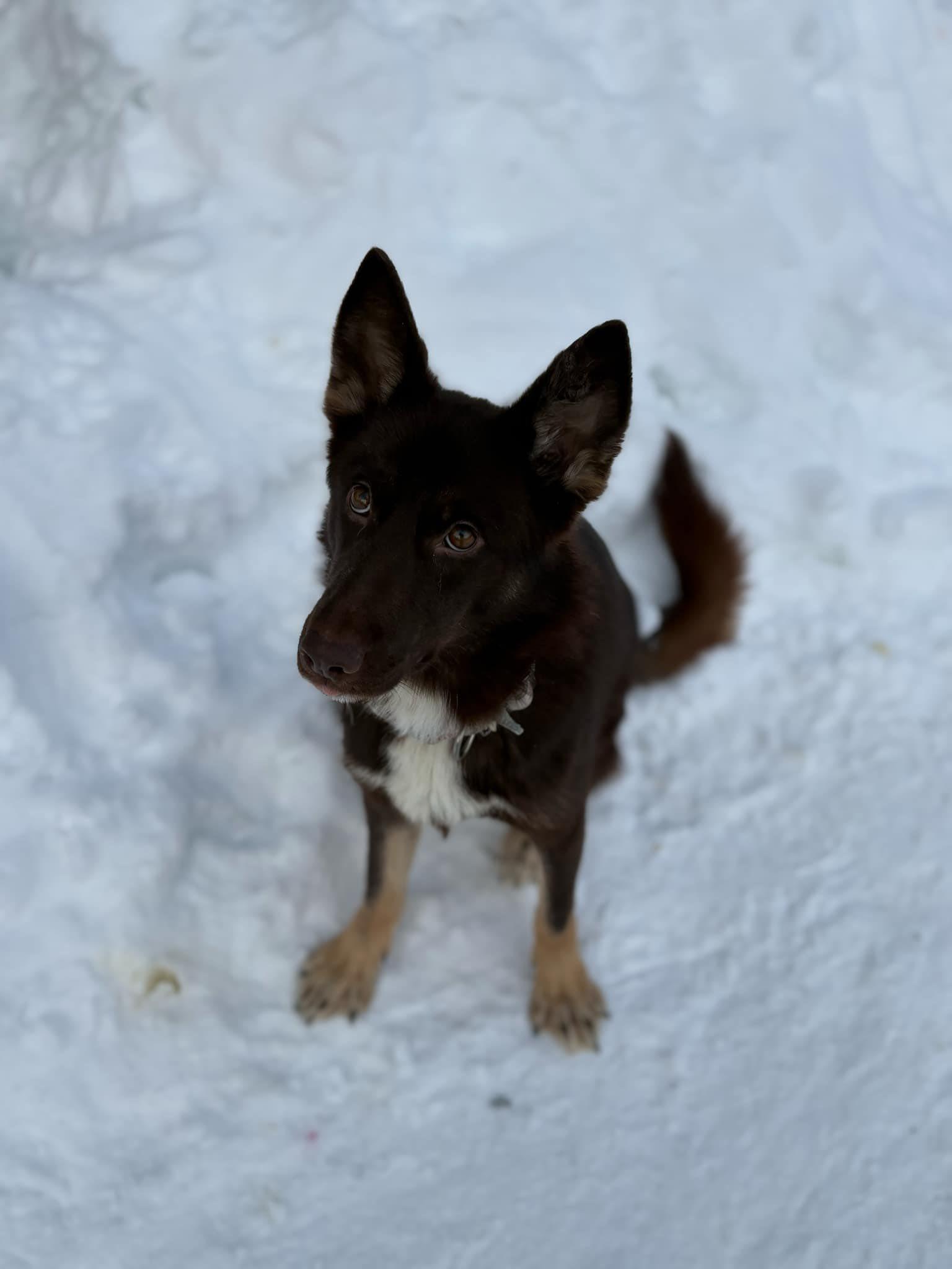 Enlarge Ella, a ADOPTABLE mixed breed in Wahnapitae, ON image 2/3