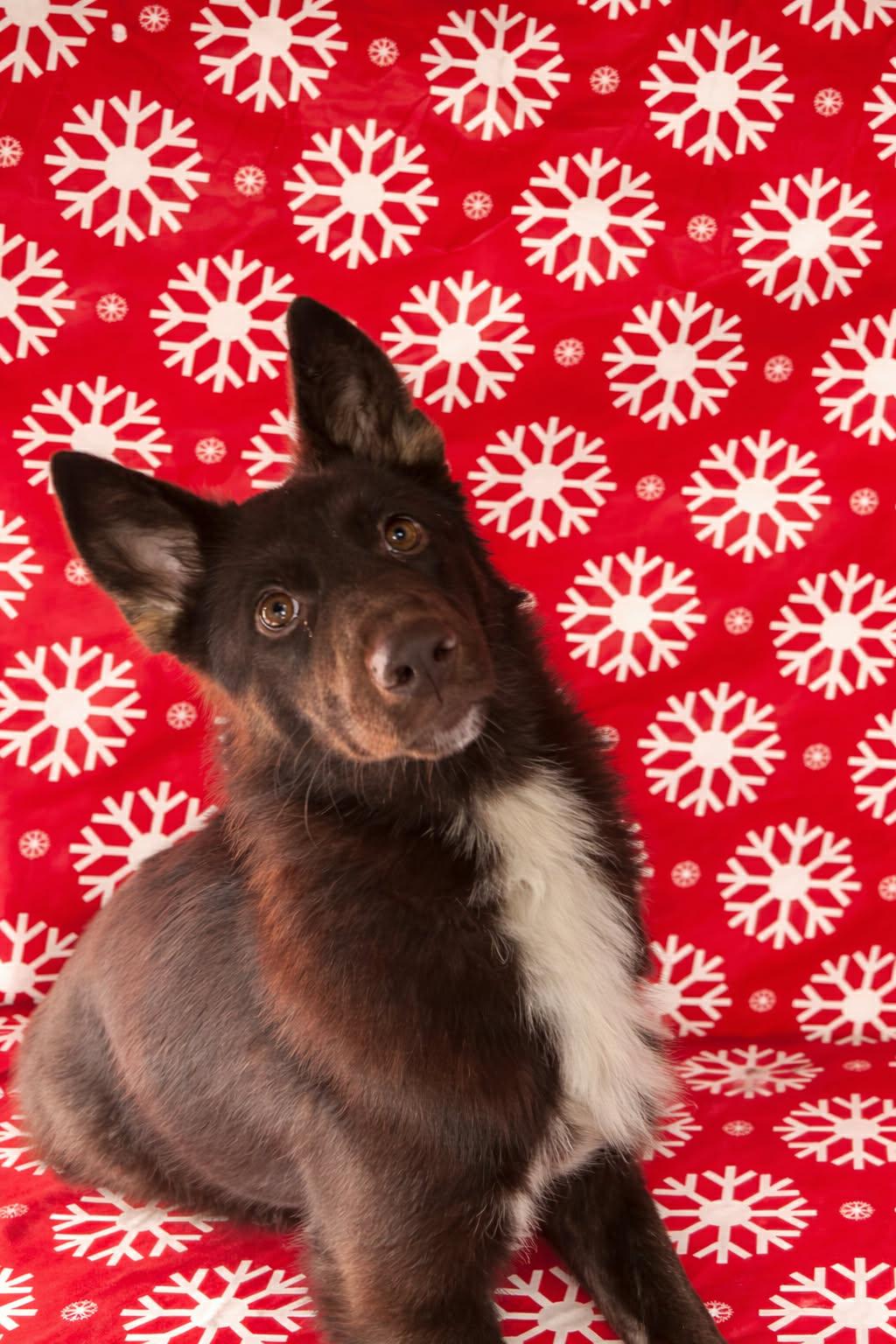 Enlarge Ella, a ADOPTABLE mixed breed in Wahnapitae, ON image 3/3