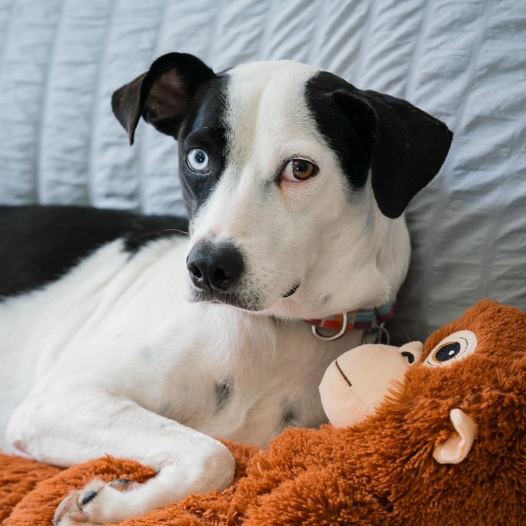 Enlarge Annie, a ADOPTABLE mixed breed in Mississauga, ON image 1/6