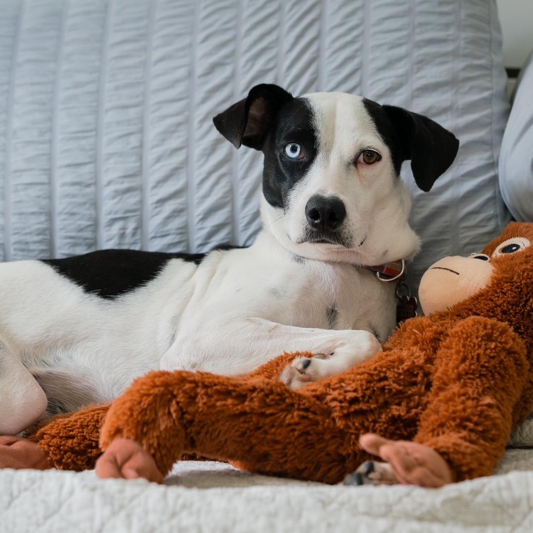 Enlarge Annie, a ADOPTABLE mixed breed in Mississauga, ON image 4/6