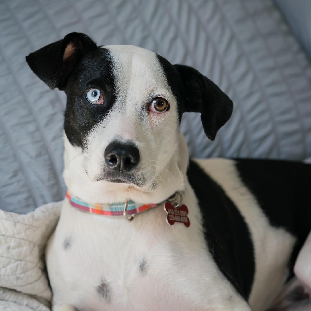 Enlarge Annie, a ADOPTABLE mixed breed in Mississauga, ON image 2/6