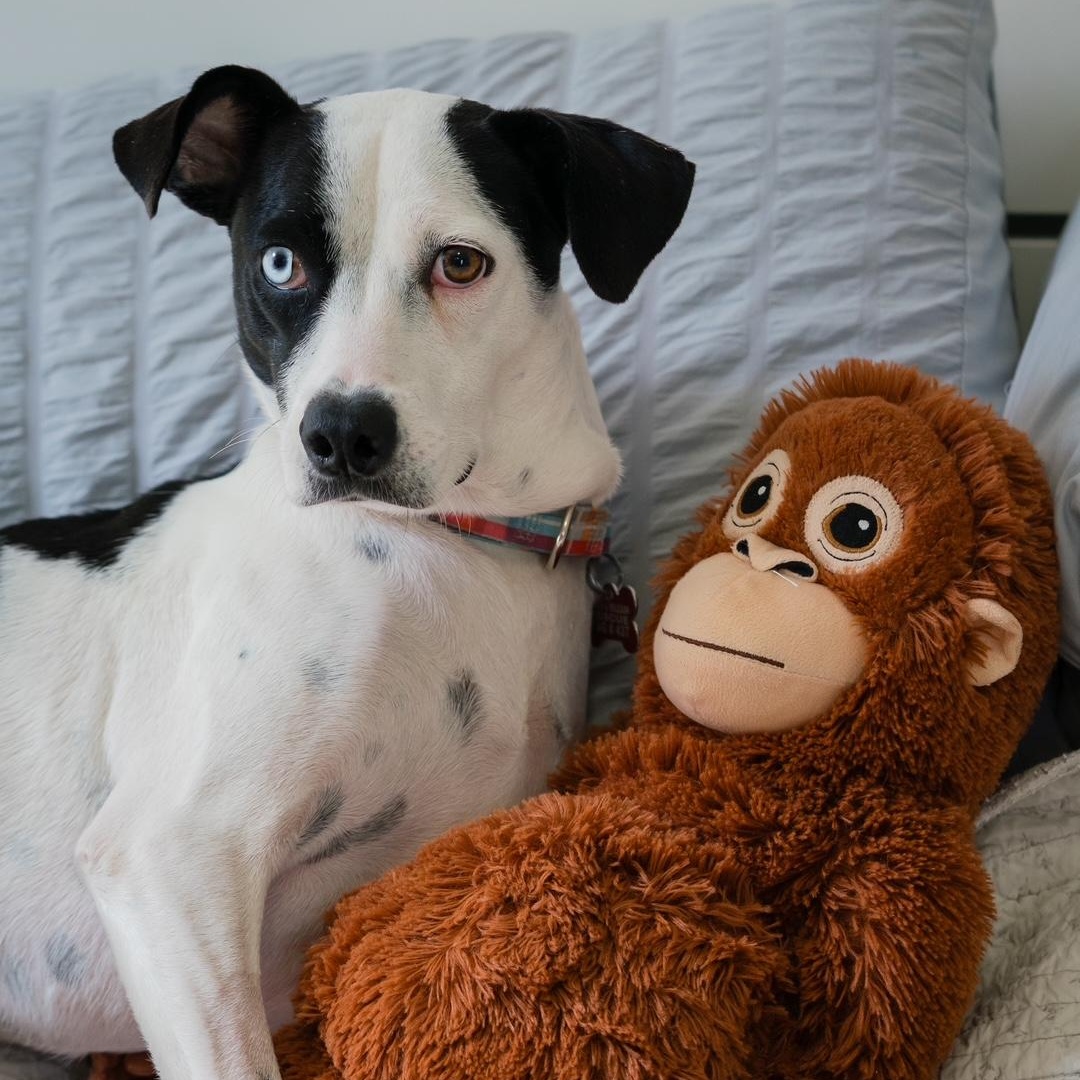 Enlarge Annie, a ADOPTABLE mixed breed in Mississauga, ON image 3/6
