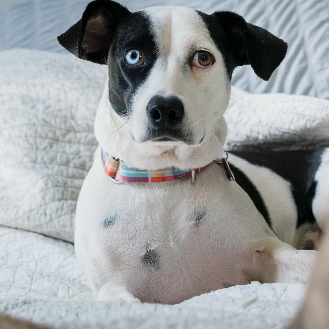 Enlarge Annie, a ADOPTABLE mixed breed in Mississauga, ON image 6/6