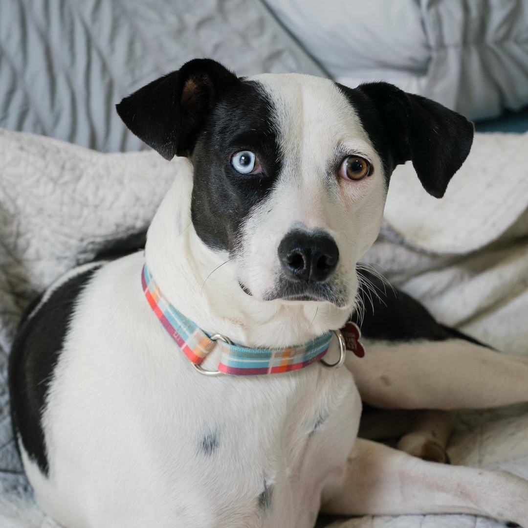 Enlarge Annie, a ADOPTABLE mixed breed in Mississauga, ON image 5/6