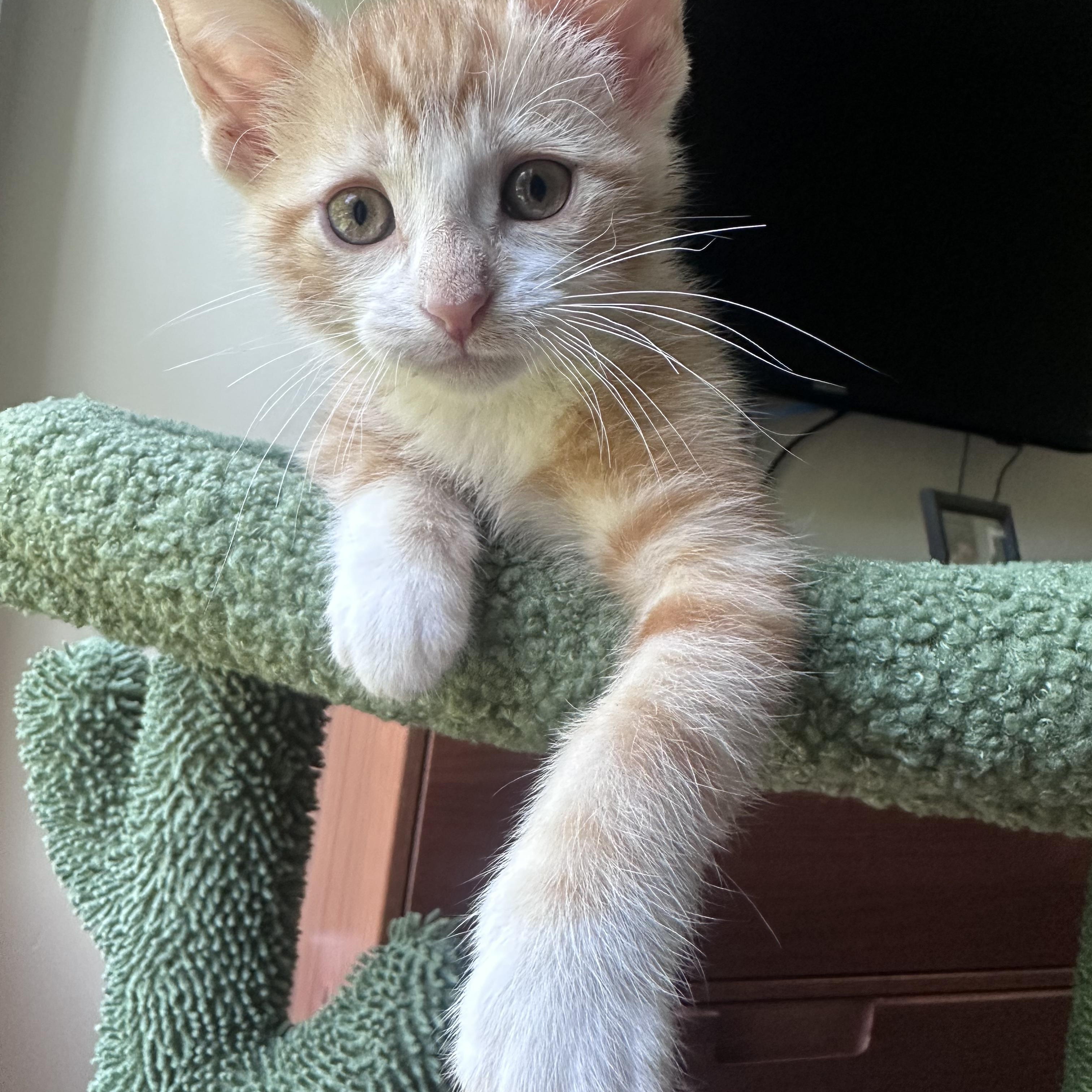 Scott, an adopted Domestic Short Hair in Moriches, NY image 2/3
