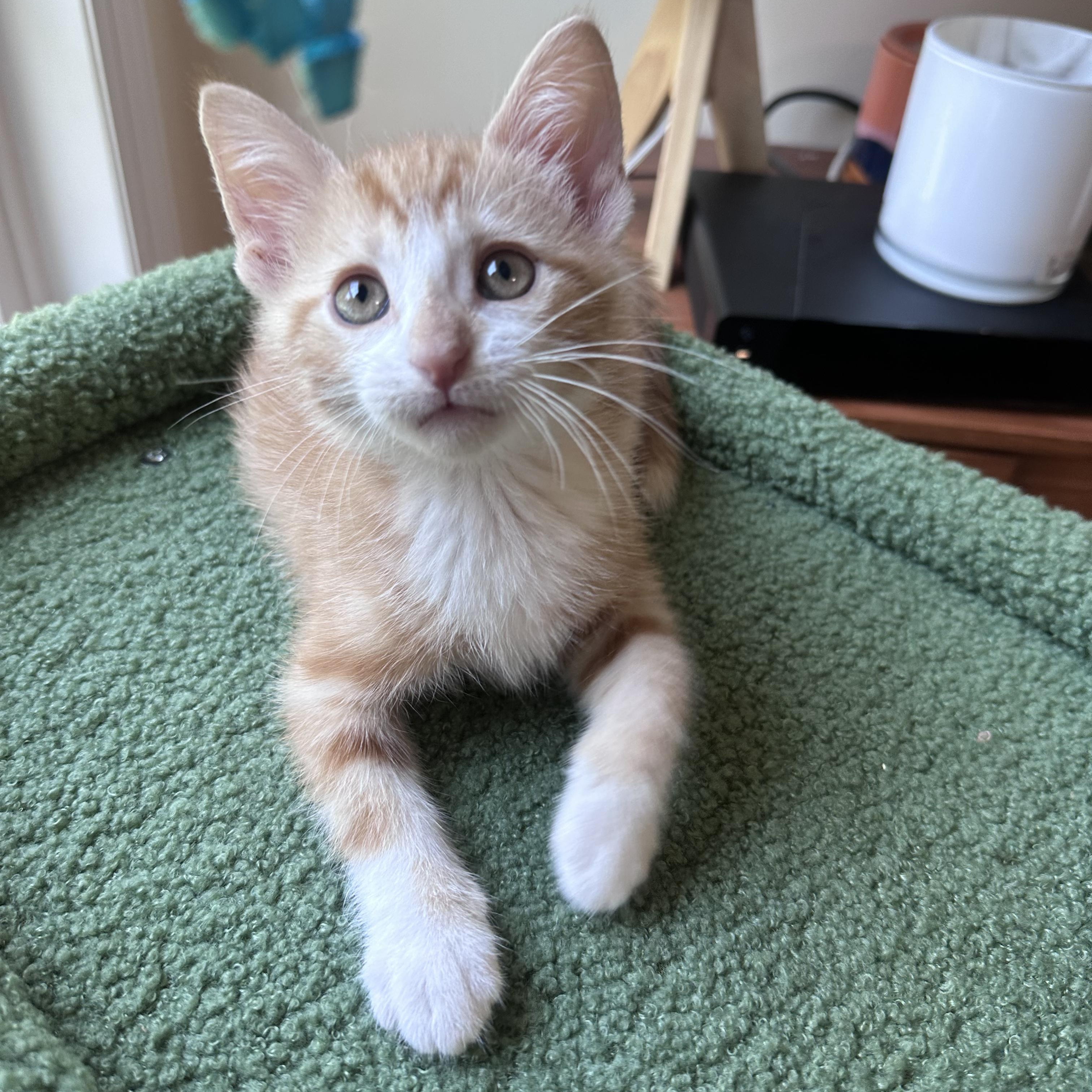 Scott, an adopted Domestic Short Hair in Moriches, NY image 1/3