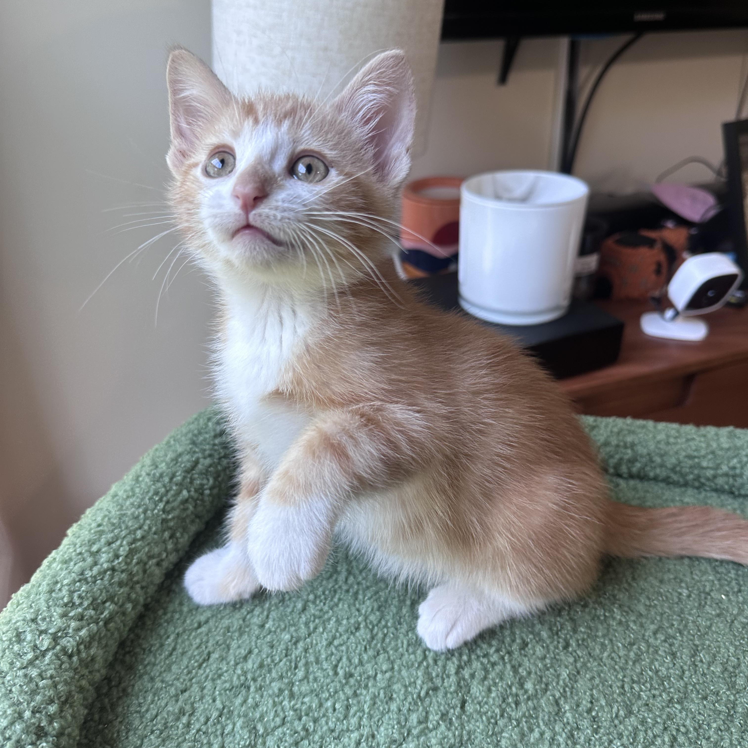 Scott, an adopted Domestic Short Hair in Moriches, NY image 3/3