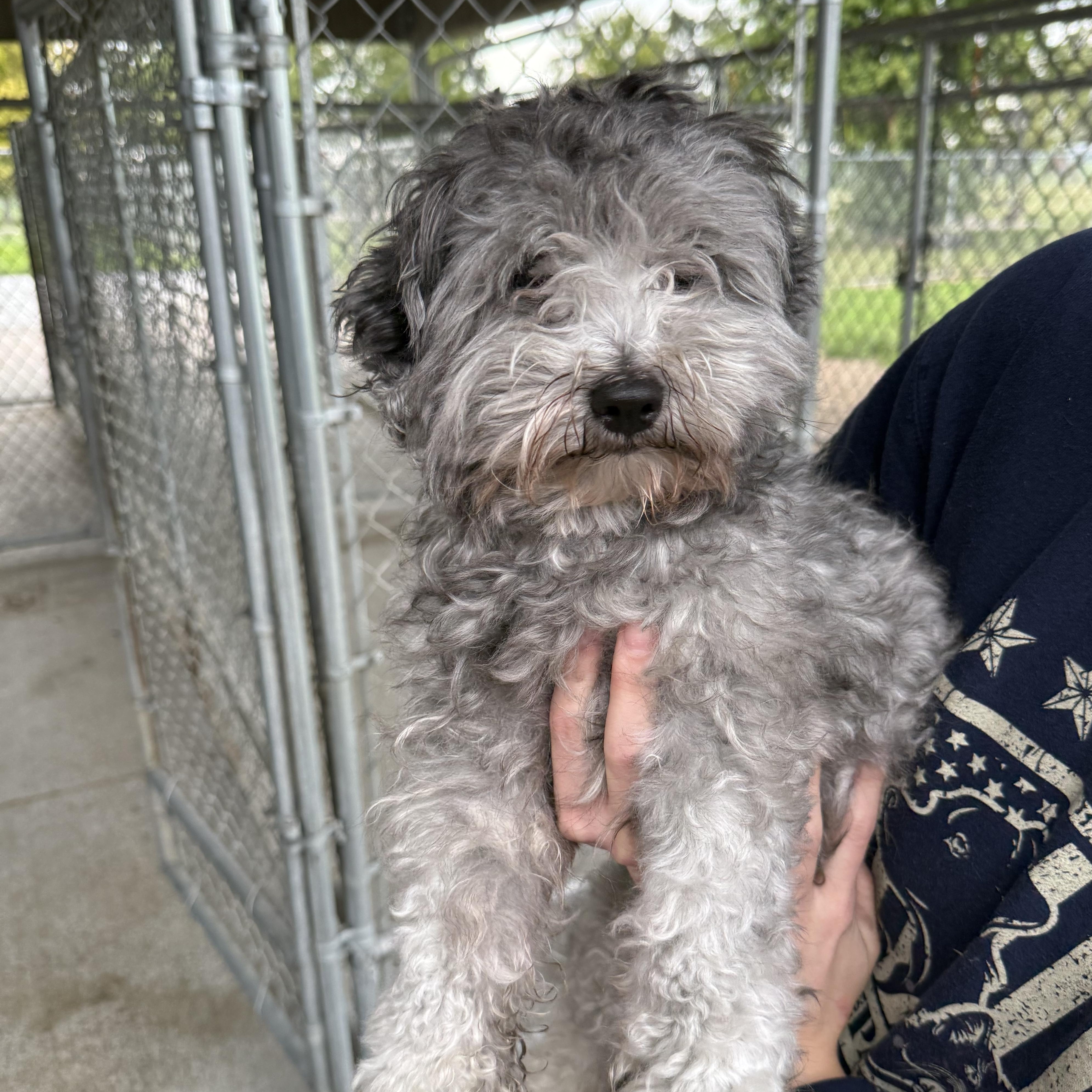 Grizz, Adopted, Adult Male Miniature Poodle.