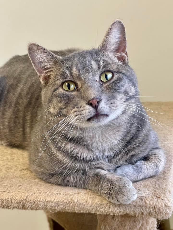 Bocelli (Bobo), Adoptable, Adult Male Domestic Short Hair.