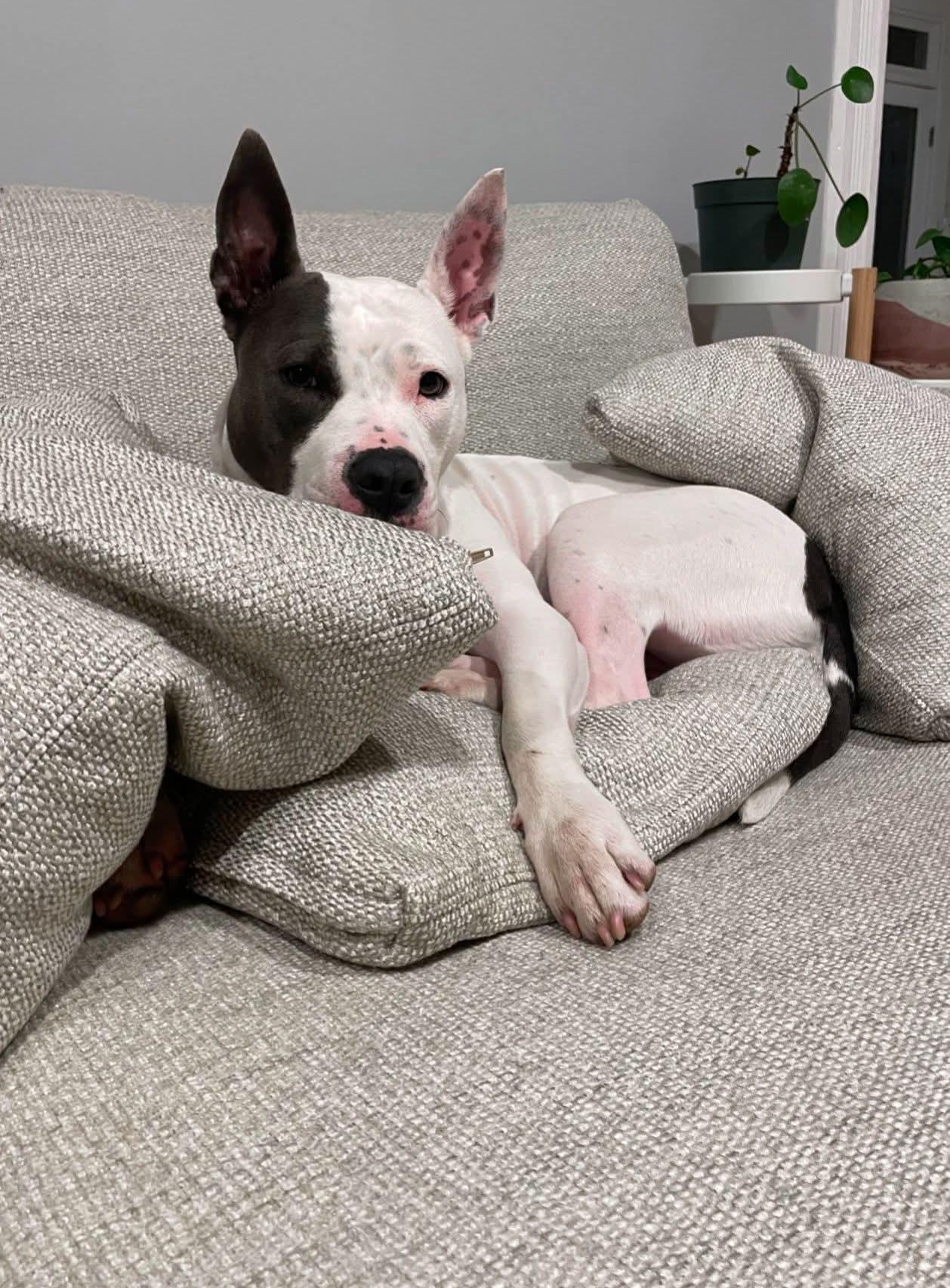 Pinky, Adopted, Adult Female Pit Bull Terrier & Bull Terrier.