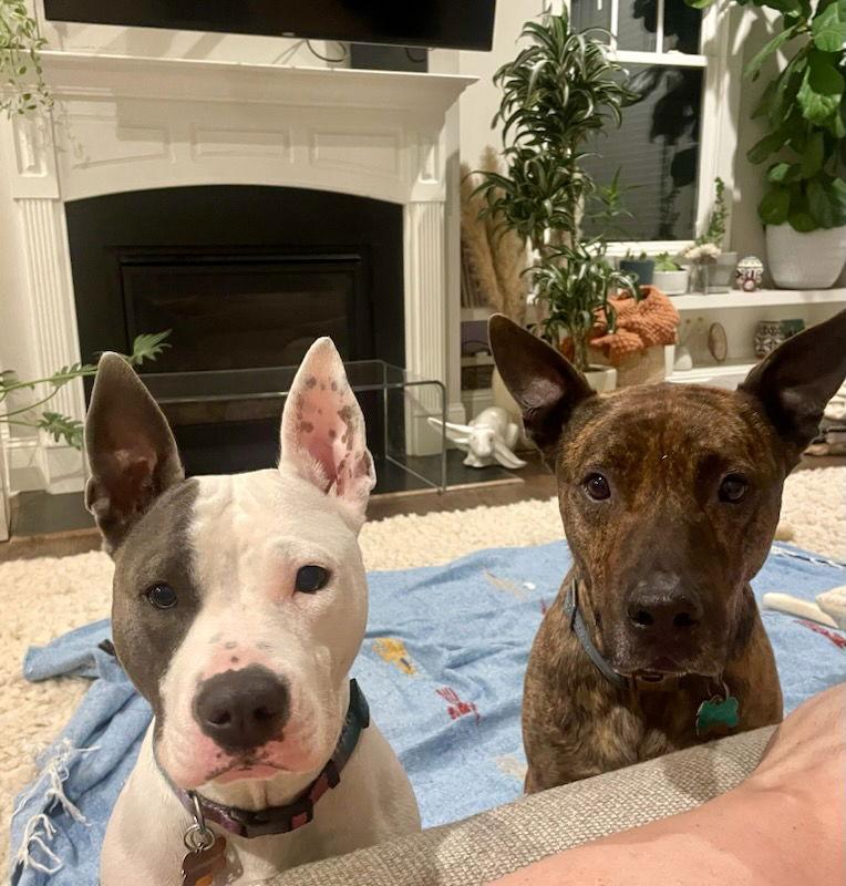 Enlarge Pinky, a Adopted mixed breed in Woodbridge, CT image 3/3