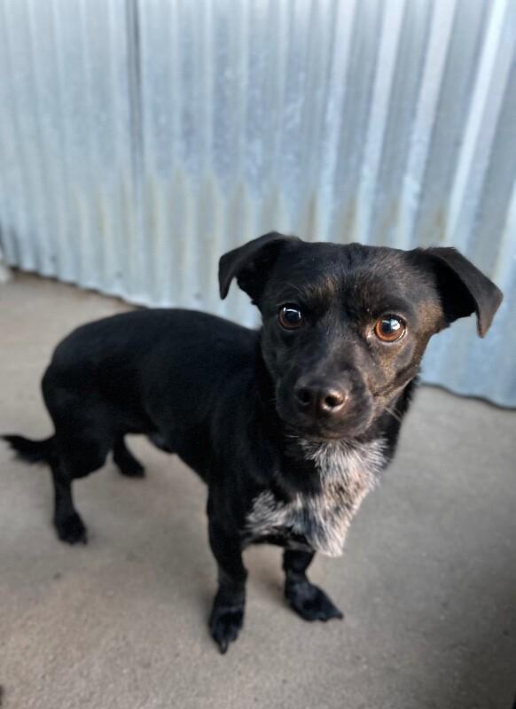 Enlarge Tater Tot, a Adoptable mixed breed in Windsor, CO image 1/6