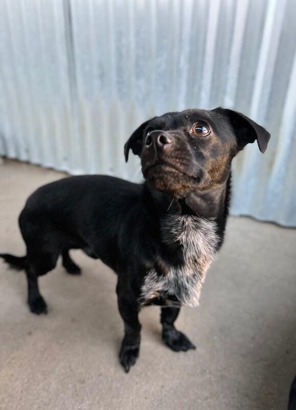Enlarge Tater Tot, a Adoptable mixed breed in Windsor, CO image 2/6