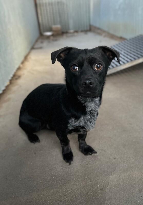 Enlarge Tater Tot, a Adoptable mixed breed in Windsor, CO image 3/6