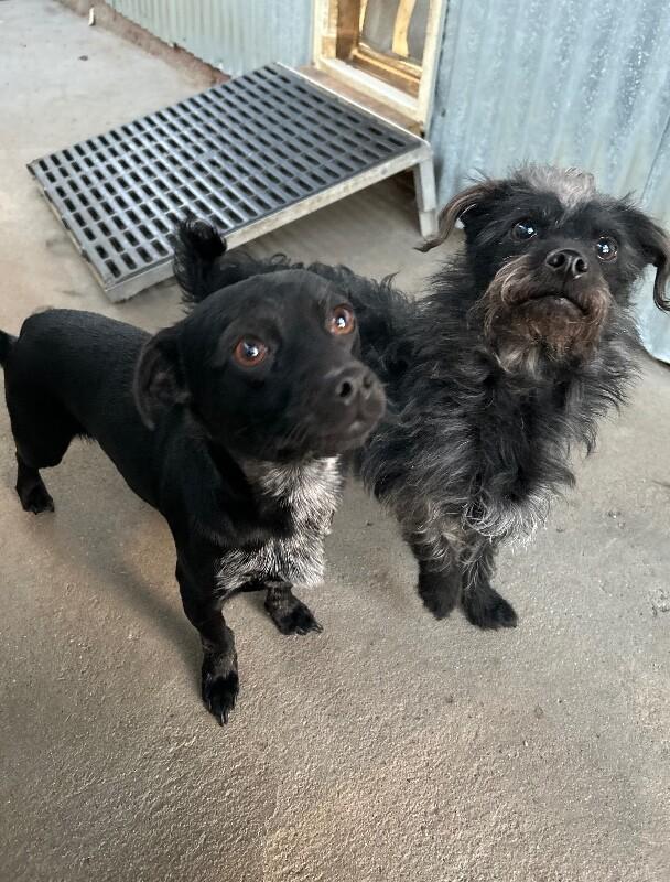 Enlarge Tater Tot, a Adoptable mixed breed in Windsor, CO image 4/6