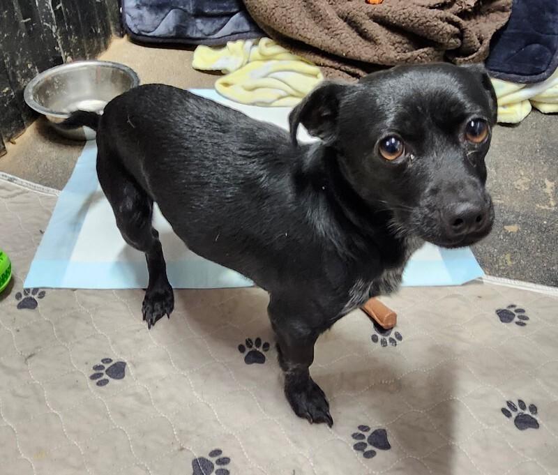 Enlarge Tater Tot, a Adoptable mixed breed in Windsor, CO image 5/6