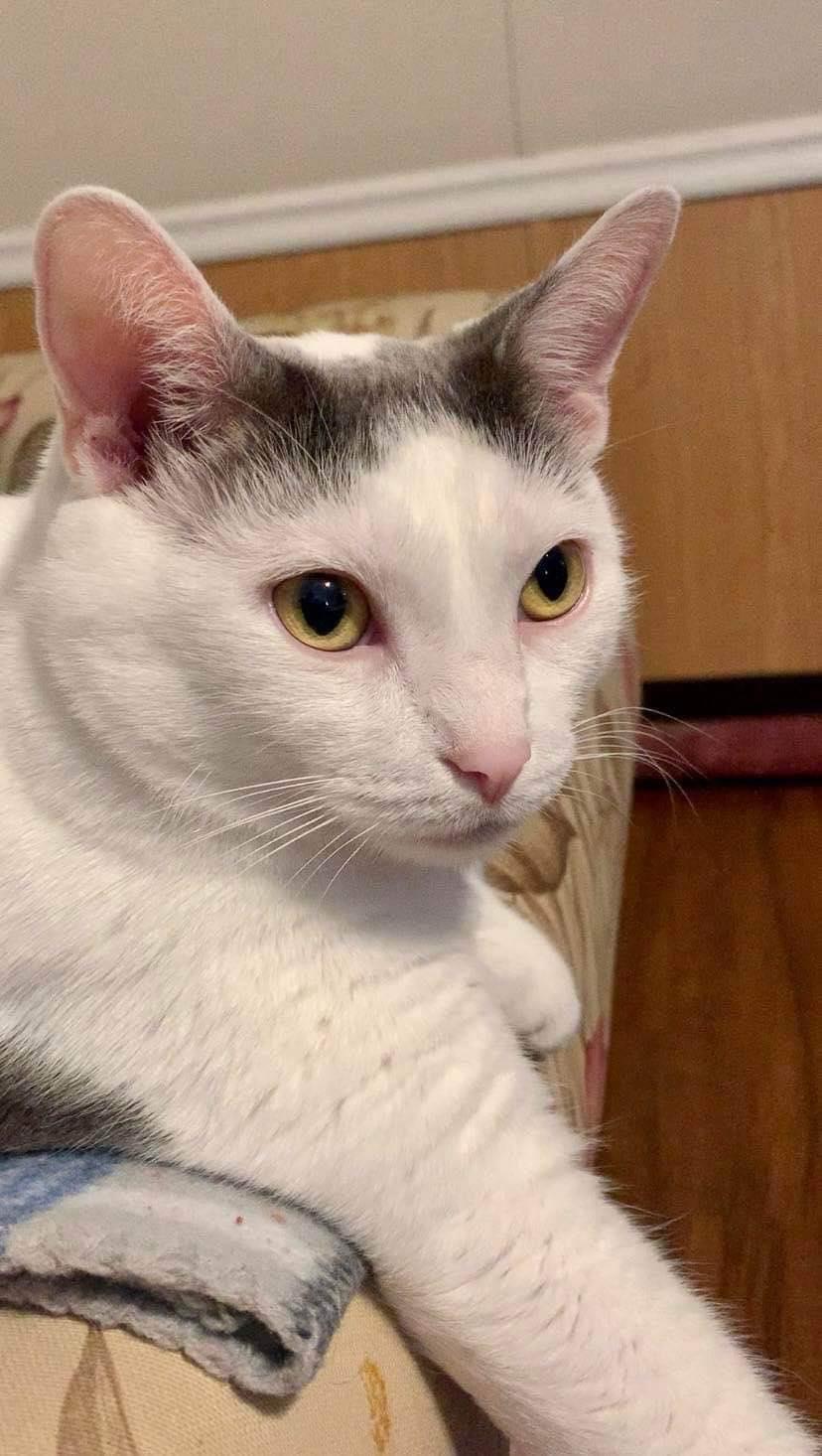 Remi ADULT FEMALE, Adoptable, Adult Female Domestic Short Hair & Manx.