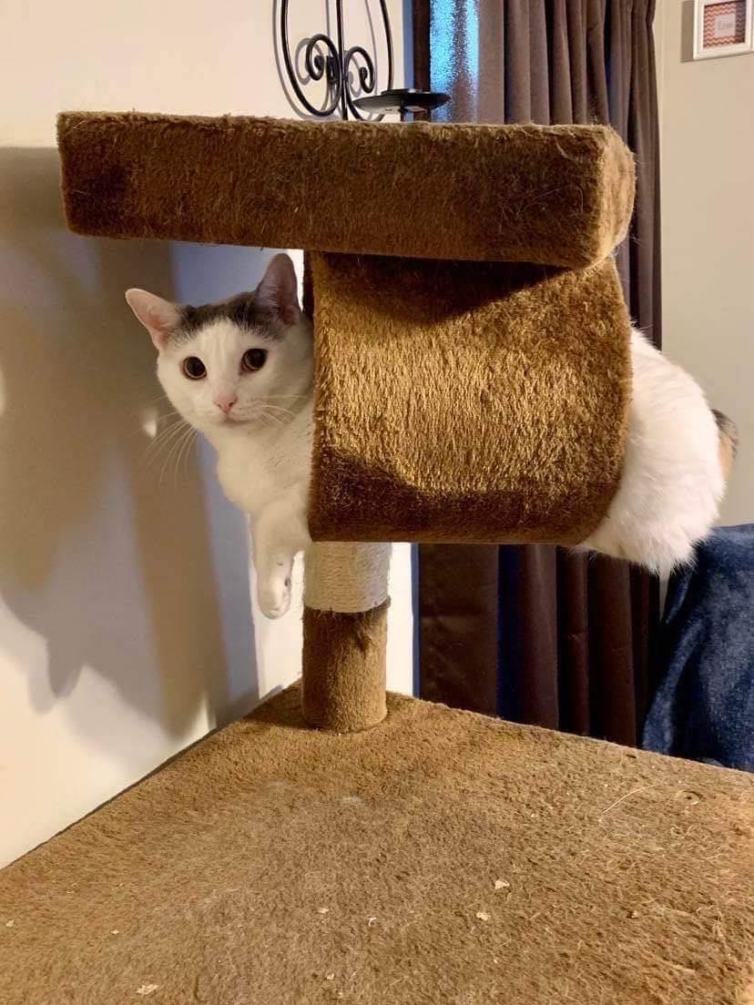 Remi ADULT FEMALE, Adoptable, Adult Female Domestic Short Hair & Manx.