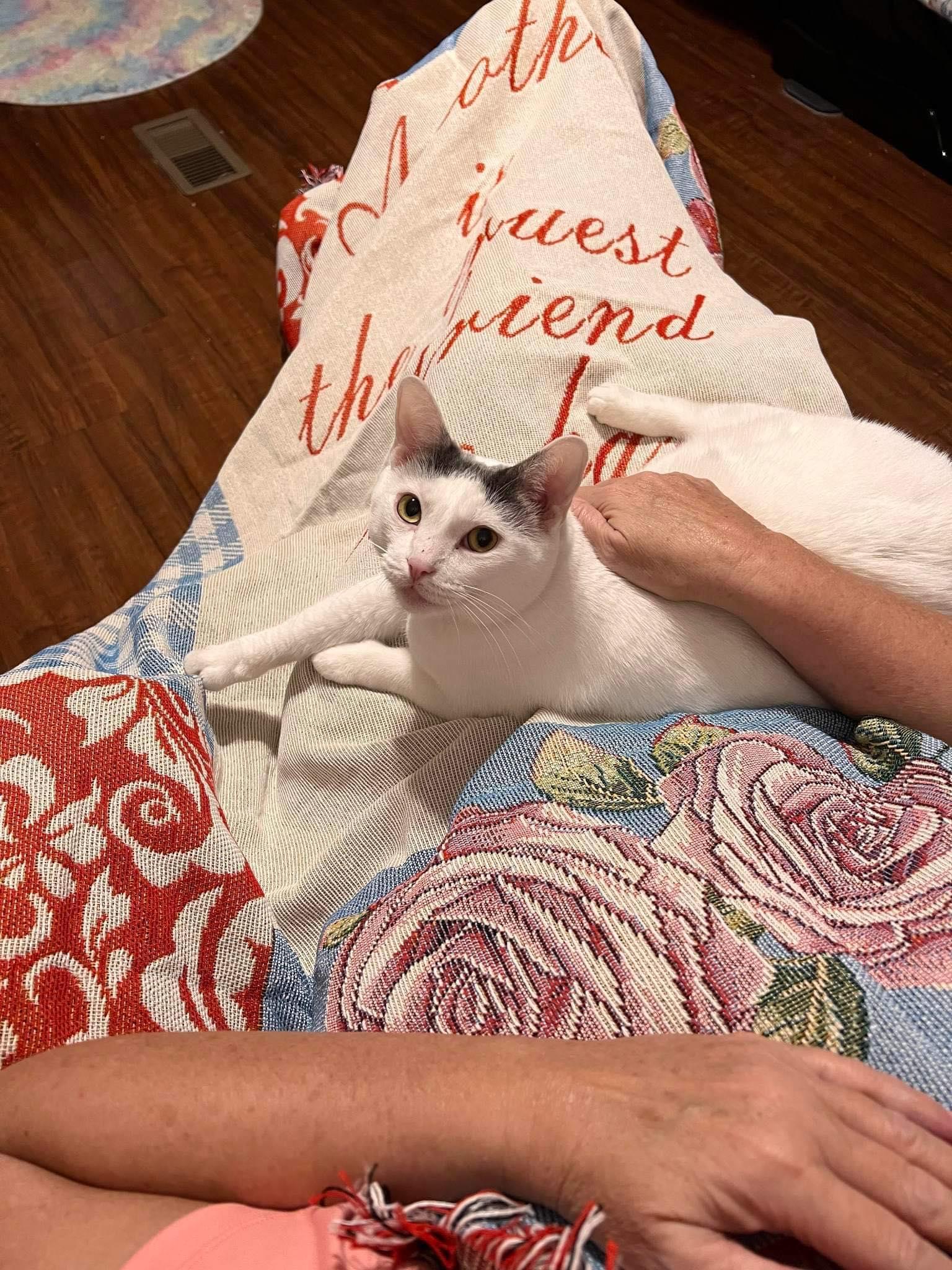 Remi ADULT FEMALE, a Adoptable mixed breed in Morehead, KY image 3/3