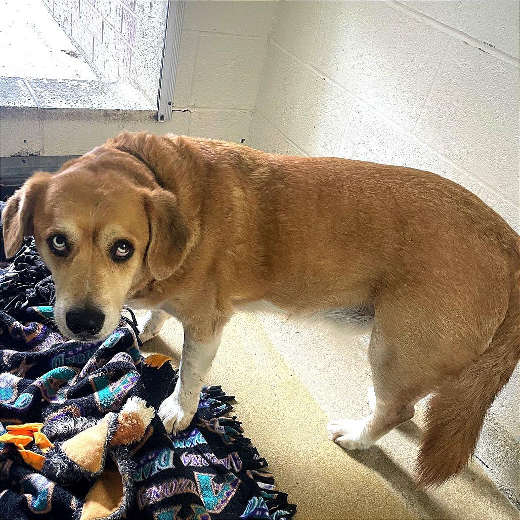 Rosco, ADOPTABLE, Senior Male Labrador Retriever & Husky.