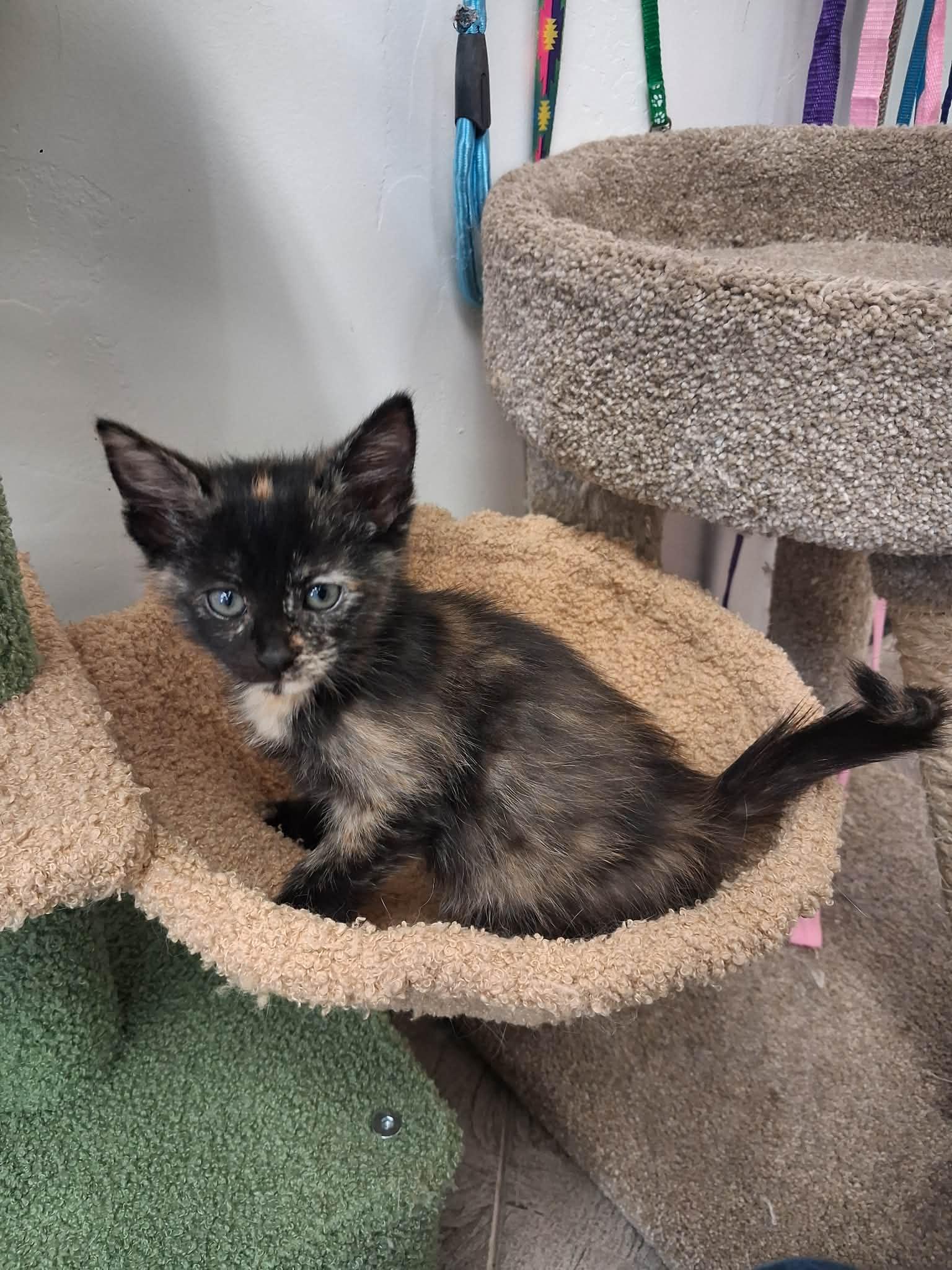 Enlarge DJ, an adopted Domestic Short Hair in Roosevelt, UT image 1/2