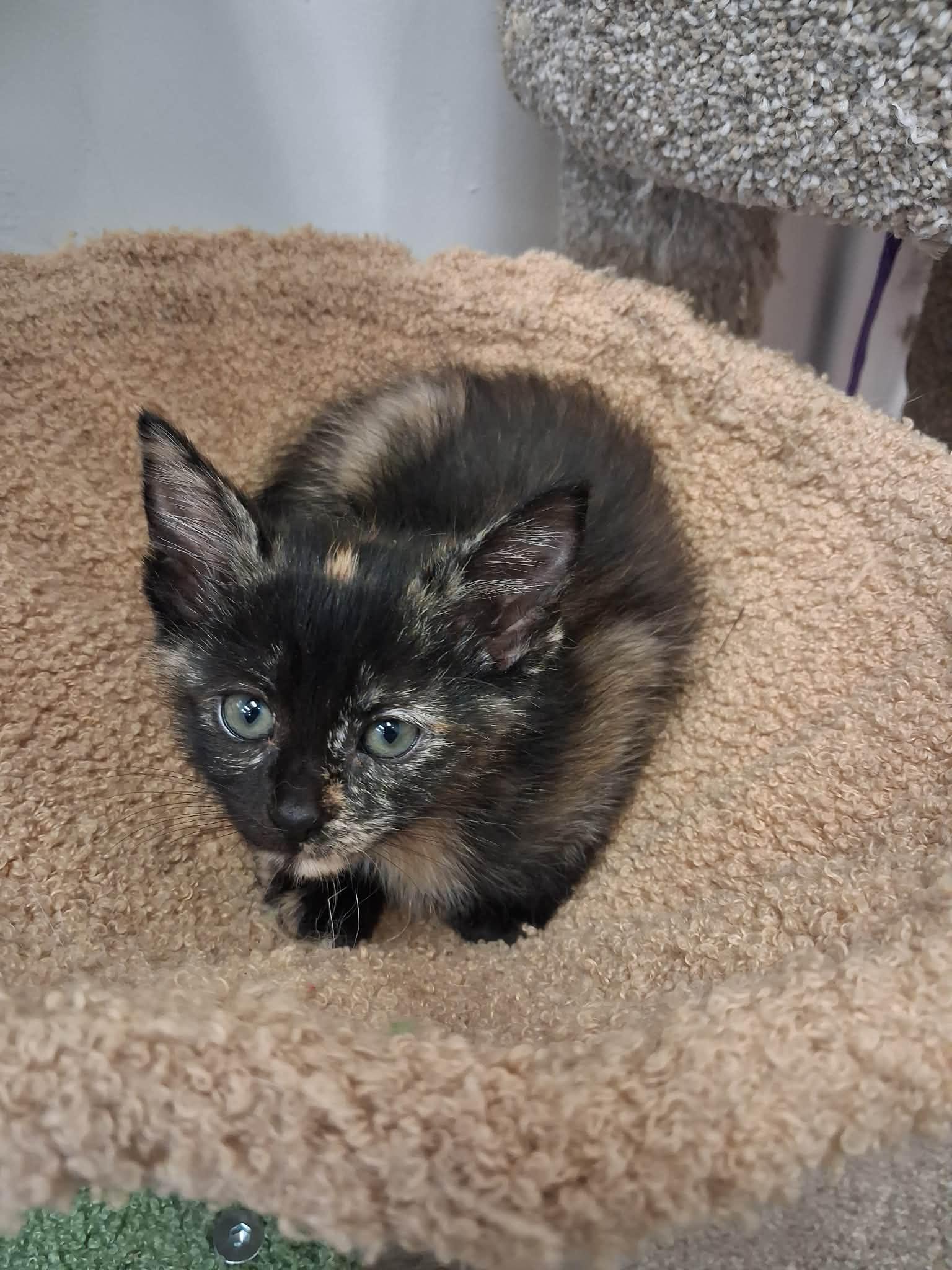 Enlarge DJ, an adopted Domestic Short Hair in Roosevelt, UT image 2/2