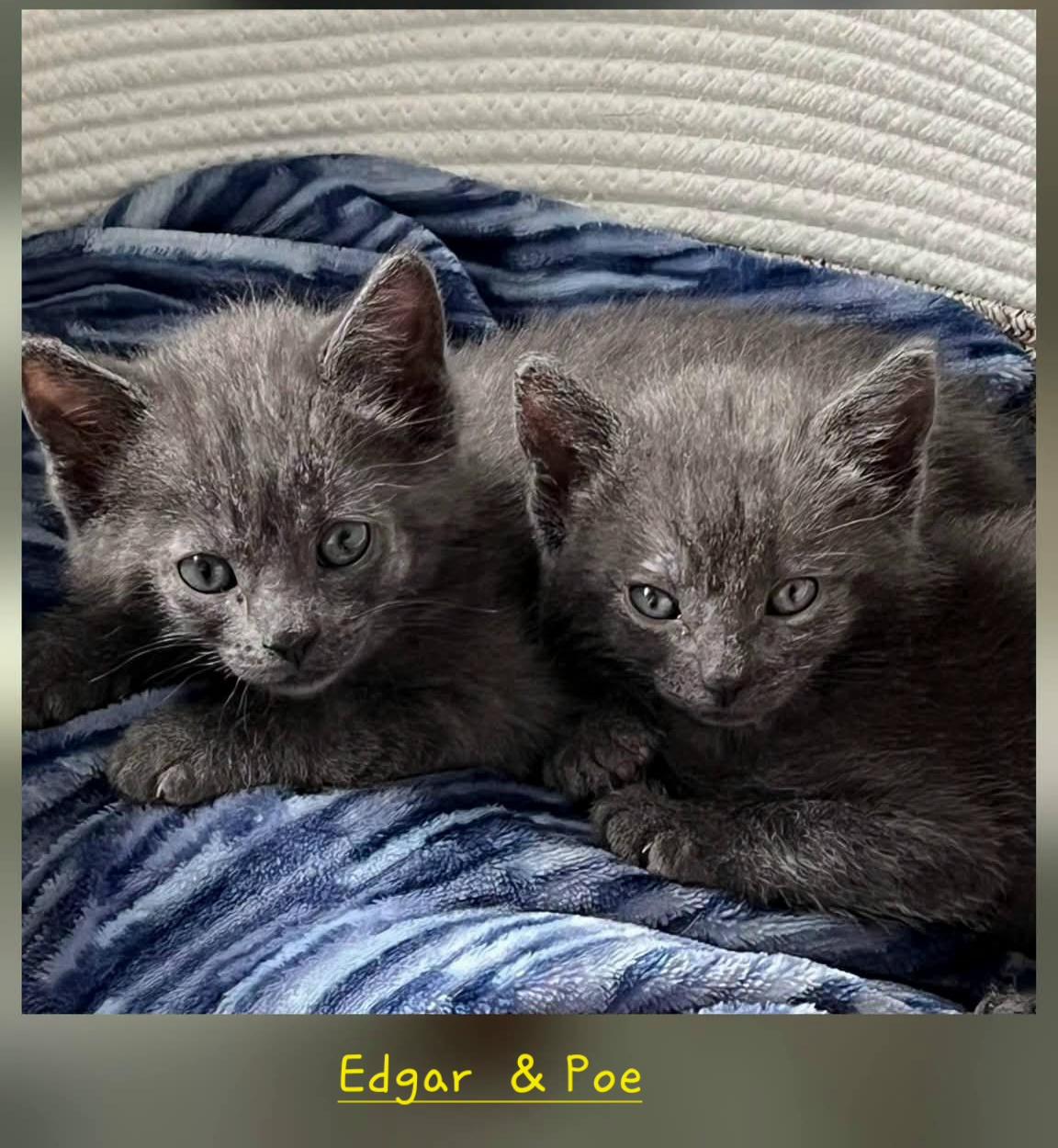 Enlarge Edgar & Poe, a Adoptable Domestic Short Hair in Macomb, MI image 1/1