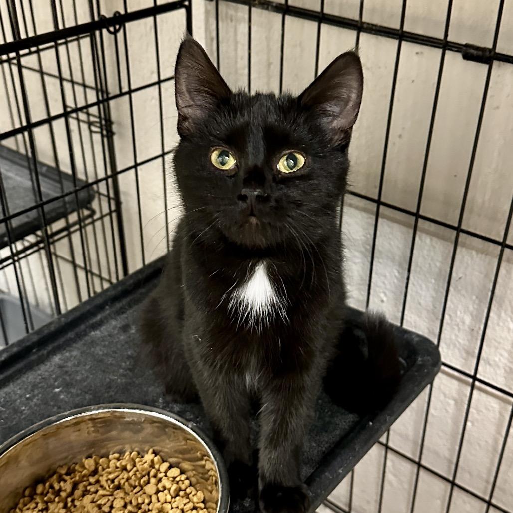 Enlarge Peppermint, a Adoptable Domestic Short Hair in Middleburg Heights , OH image 1/3