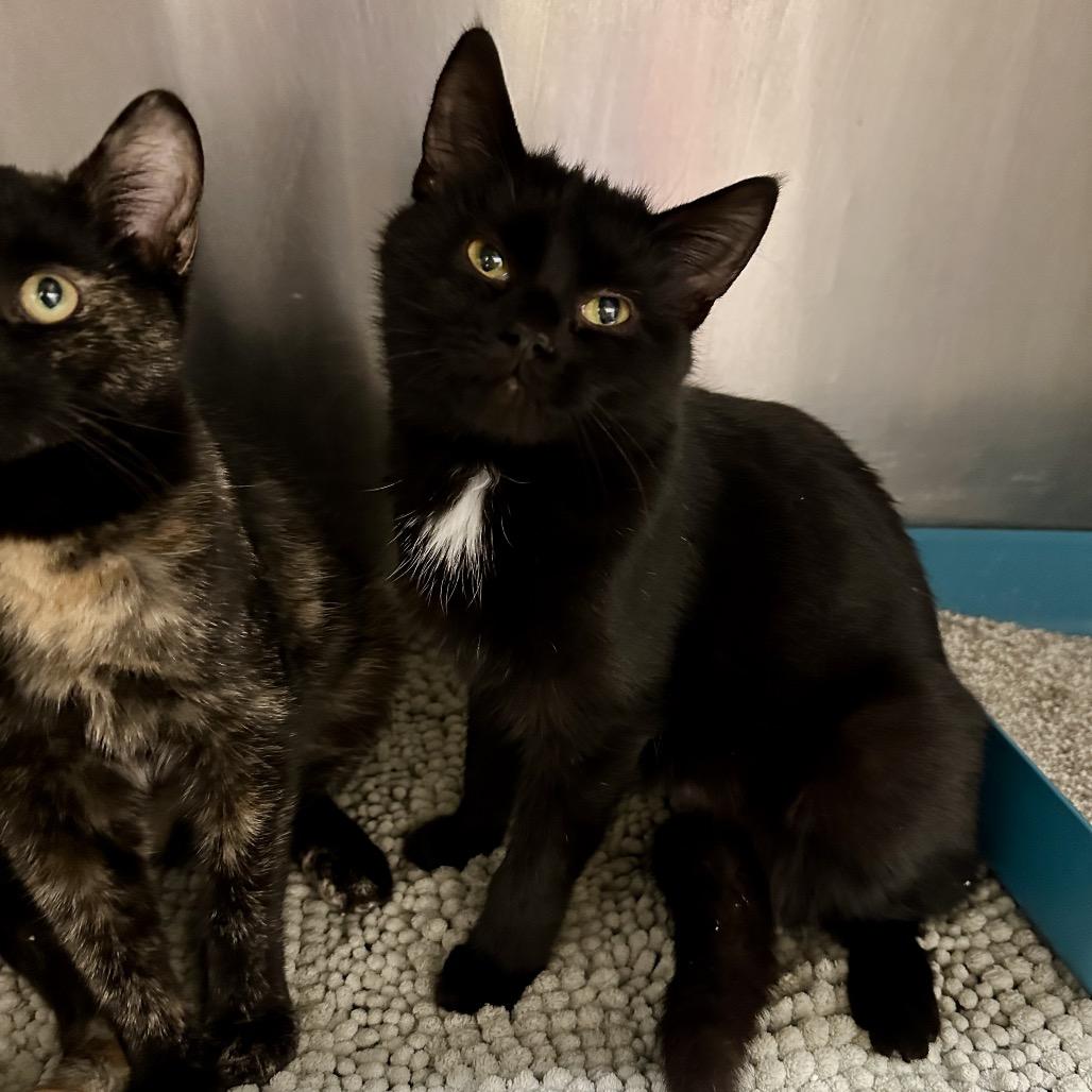 Enlarge Peppermint, a Adoptable Domestic Short Hair in Middleburg Heights , OH image 2/3