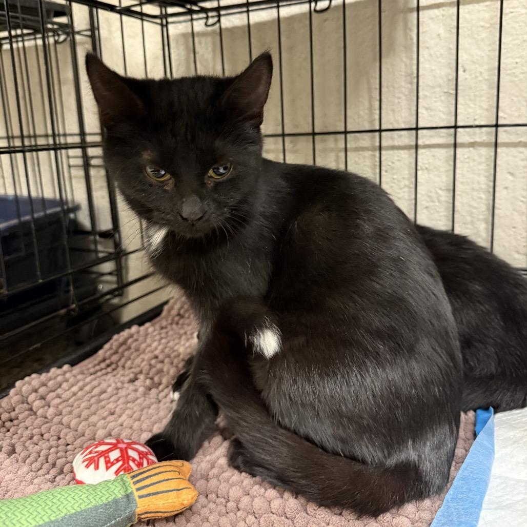 Enlarge Peppermint, a Adoptable Domestic Short Hair in Middleburg Heights , OH image 3/3