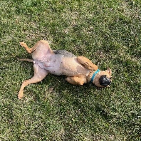 Enlarge Tessa, a ADOPTABLE mixed breed in Winchester, KY image 3/5