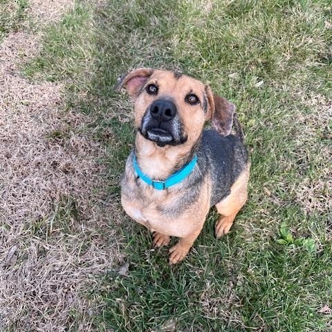 Tessa, ADOPTABLE, Adult Female Shepherd.