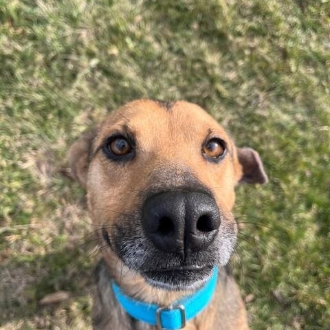 Enlarge Tessa, a ADOPTABLE mixed breed in Winchester, KY image 5/5