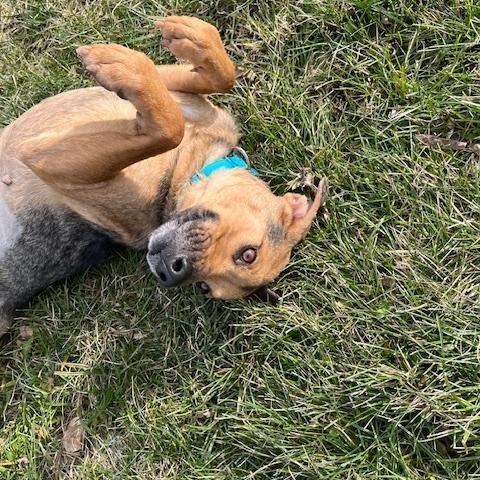 Enlarge Tessa, a ADOPTABLE mixed breed in Winchester, KY image 2/5