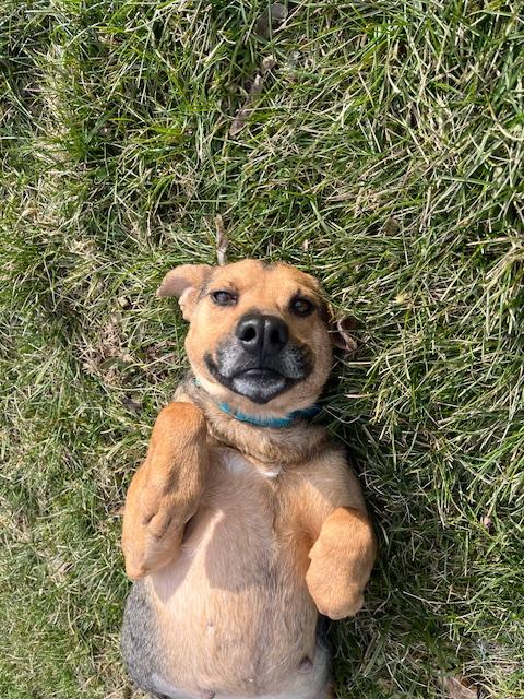 Enlarge Tessa, a ADOPTABLE mixed breed in Winchester, KY image 4/5