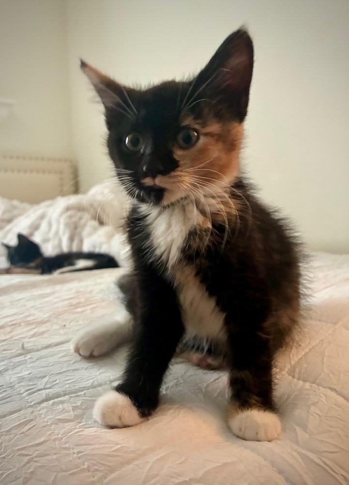 Enlarge Sansa, a Adopted mixed breed in Wilmington, NC image 1/4