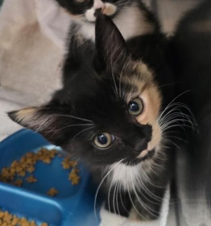 Enlarge Sansa, a Adopted mixed breed in Wilmington, NC image 3/4