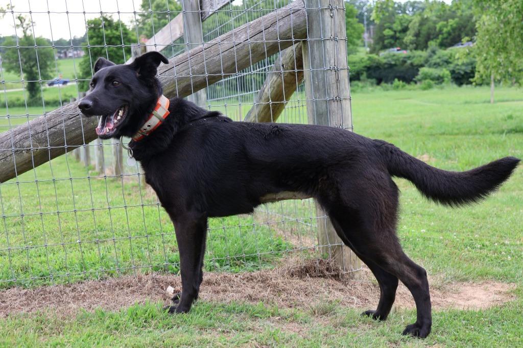 Ellie, a Adoptable mixed breed in Columbia, TN image 1/5