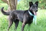 Enlarge Ellie, a Adoptable mixed breed in Columbia, TN image 1/5