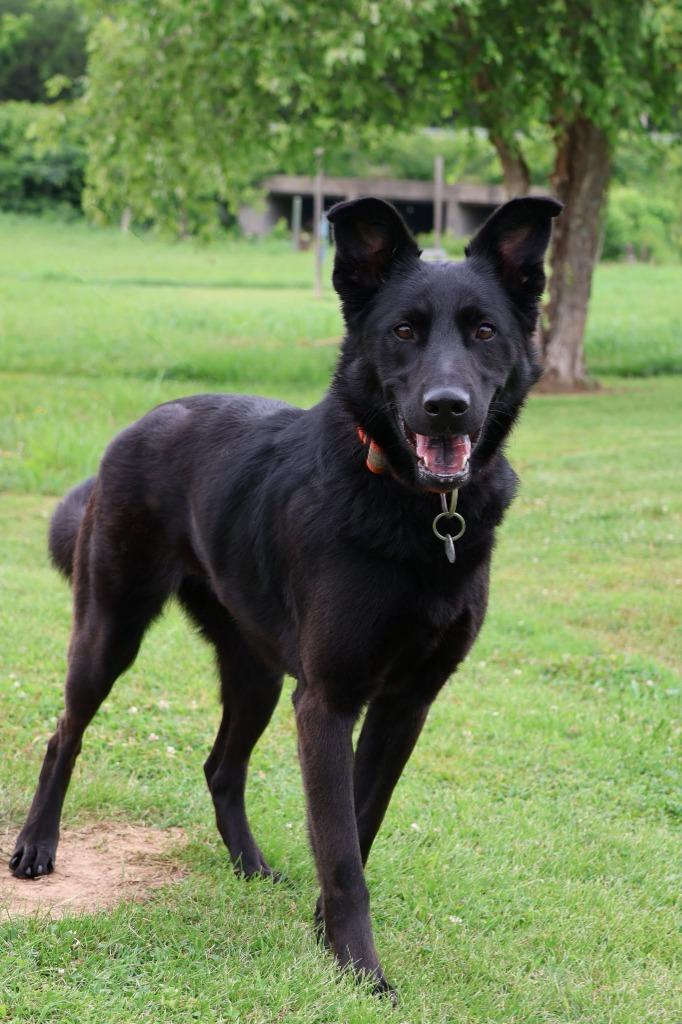 Ellie, a Adoptable mixed breed in Columbia, TN image 2/5