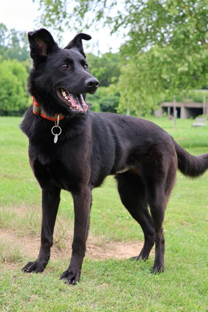 Ellie, a Adoptable mixed breed in Columbia, TN image 3/5